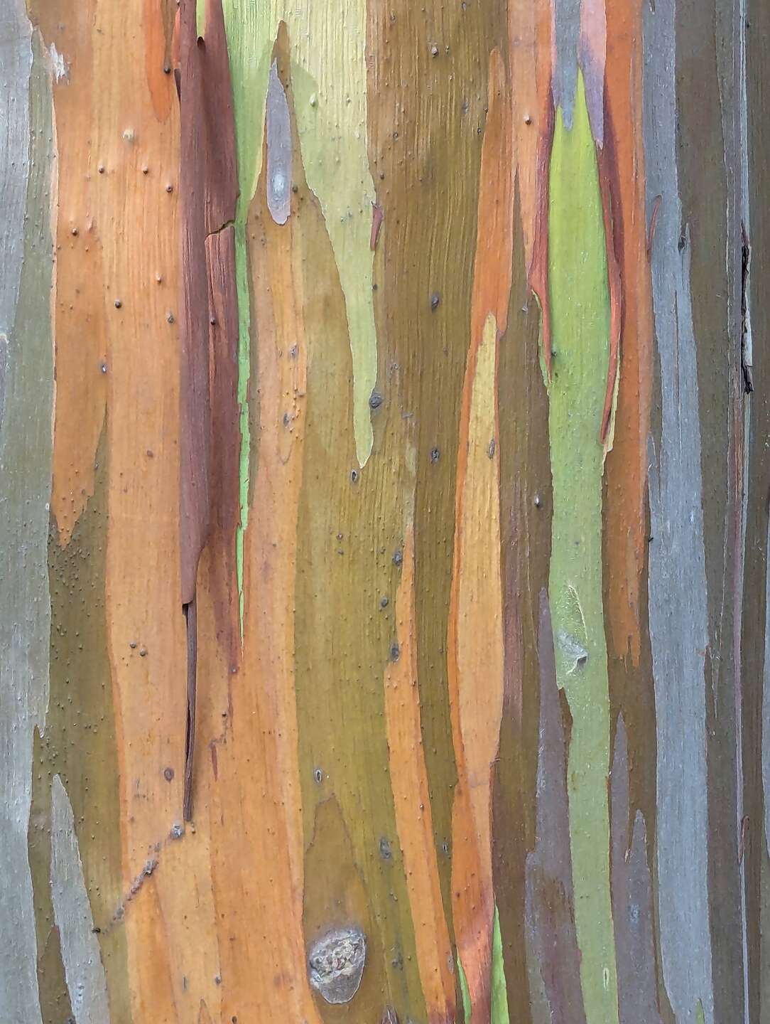 Bark of a Rainbow Eucalyptus Tree